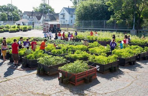 GM expanding urban gardening program in Detroit Urban Agriculture, Garden Idea, Community Garden, Garden Types, Urban Furniture, Urban Gardening, Community Gardening, Urban Farming, Edible Garden