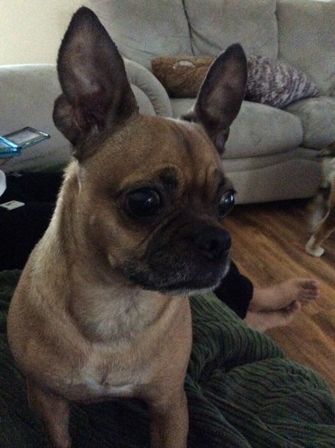 Listening for the thunder ! So she can bark at it! adorable Bullhuahua, French Bulldog and Chihuahua mix❤️❤️ French Bullhuahua, Chihuahua Mix, Chihuahua, French Bulldog, Bulldog, Dogs, Animals