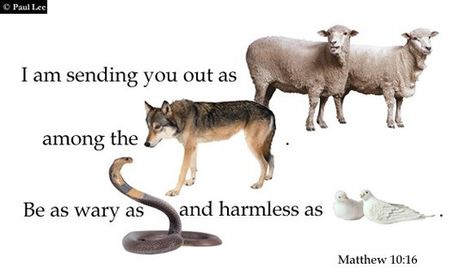 Matthew 10:16-17. “Behold, I send you forth as sheep in the midst of wolves: be ye therefore wise as serpents, and harmless as doves. But beware of men: for they will deliver you up to the co… Matthew 10 16, Sheep Among Wolves, Feed My Sheep, Matthew Mark Luke John, Jesus Son Of God, One Year Bible, Christian Graphics, Bible Commentary, Matthew 10