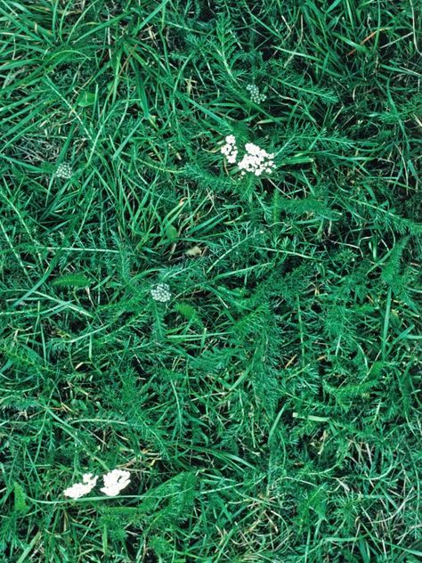 Learn how to identify and remove common weeds that may be taking over your lawn and garden spaces with this gallery. Common Lawn Weeds, Lawn Weeds, Fall Lawn, Lawn Care Business, Weeds In Lawn, Diy Lawn, Lawn Care Tips, Achillea Millefolium, Lawn Sprinklers