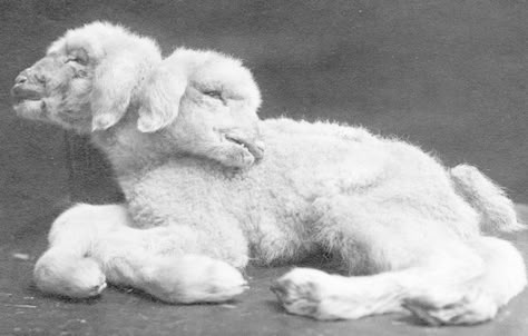 2 Headed Lamb, Obscure Animals, Sacrifical Lamb, Two Headed Sheep, Grotesque Aesthetic, Lamb Head, Two Headed Animals, Mutated Animals, Two Headed Lamb