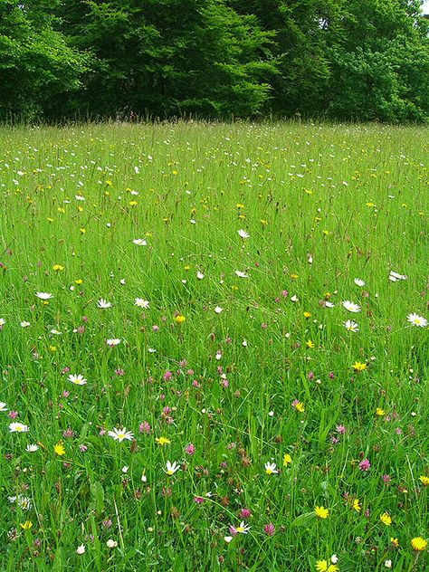 How To Start a Wild Flower Garden 22 Wild Flower Garden, Wildwood Flower, Making Plant Pots, Sun Loving Plants, Meadow Garden, Starting A Garden, Wildflower Garden, Beautiful Flowers Garden, Easy Plants