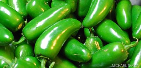 How to grow the best peppers to suit everyone's taste! Roasted Chili Peppers, Yogurt Substitute, Dried Red Chili Peppers, Sour Cream Substitute, Green Jalapeno, Chilli Seeds, Growing Peppers, Stuffed Anaheim Peppers, Salsa Guacamole