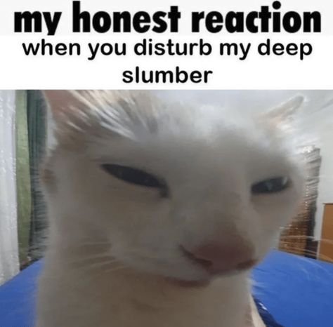 My Honest Reaction, Honest Reaction, Silly Cats Pictures, Silly Animals, Funny Cat Memes, Nalu, Funny Cute Cats, Silly Cats, Really Funny Pictures