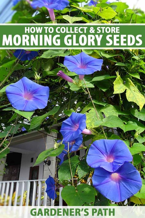 If you grow morning glory vines over arbors or fences in your yard, you may have noticed brown pods after the flowers bloom. If you collect and save the seeds they contain, you can plant them where you like next year. Learn how to collect and store morning glory seeds now on Gardener’s Path. #morningglory #gardenerspath Aesthetic Morning Quotes, Morning Glory Plant, Himalayan Blue Poppy, Morning Aesthetics, Morning Routine Aesthetic, Morning Glory Seeds, Morning Glory Vine, Small Trellis, Quotes Morning