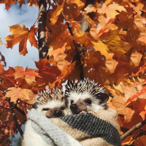 hedgehog ~ cute ~ animal ~ love ~ nature ~ autumn ~ leaves Autumn Tumblr, Autumn Animals, Hedgehog Pet, Baby Animals Pictures, Cute Hedgehog, Super Cute Animals, Cute Animals Images, Fall Pictures