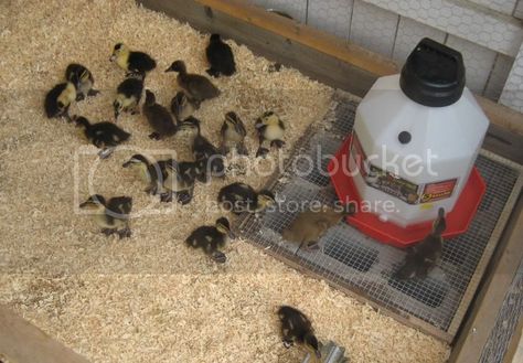 Duckling Waterer No Mess, Duckling Setup, Duck Setup, Duckling Waterer, Duck Waterer No Mess, Raising Ducklings, Duck Waterer, Backyard Ducks, Duck Coop