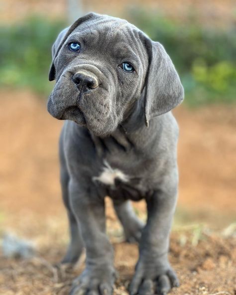 CANE CORSO 2 Months Old Winona ♀️From @canecorso_martasdesign Country 🇪🇸 #arispedigree #canecorso Winona💝 daughter of World Champion Julio and Kunai. King Corso Dog, Chien Cane Corso, Dog Haircut, Loyal Dog Breeds, Big Dogs Breeds, Biggest Dog In The World, Funny Dog Signs, Dog Snapchats, Cute Dog Quotes