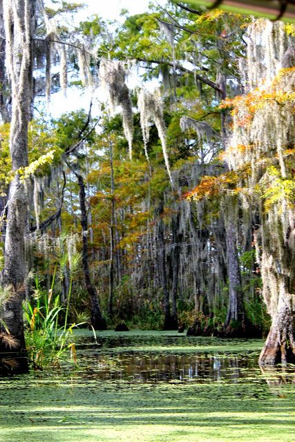 Swamp Photos, Louisiana Swamp, Cypress Swamp, Louisiana Bayou, Mangrove Swamp, Bald Cypress, Louisiana Art, Go Karts, The Bayou