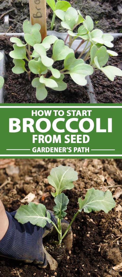 If you’ve ever seen a giant broccoli plant in someone else’s garden and thought you could never grow this beloved Brassica from seed, think again. You totally can! Plus, we reveal which parts of the plant are edible – more than you may think. Read more now to learn everything you need to know. #broccoli #vegetablegarden #gardenerspath Salad Recipes Broccoli, Broccoli Growing, Broccoli Salad Recipes, How To Grow Broccoli, Grow Broccoli, Salad Broccoli, Recipes Broccoli, Broccoli Plant, Recipe Broccoli