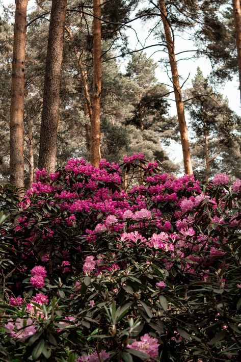 propagating rhododendron in the backyard Best Shrubs For Shade, Rhododendron Plant, Air Layering, Shade Shrubs, Cute Cottage, Plant Guide, Small Backyard Pools, Green Garden, Companion Planting