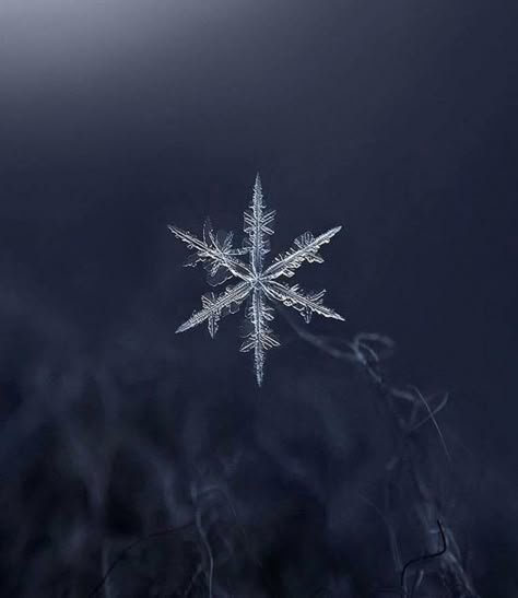 Snowflake Winter Snow Wallpaper, Snowflake Photography, Snowflake Wallpaper, Snowflake Photos, Wallpaper Winter, Winter Szenen, I Love Winter, Winter Nature, Winter Magic