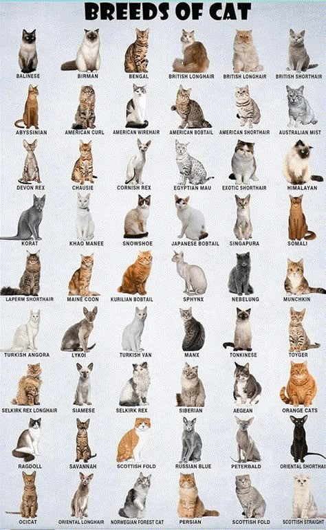 "For all those asking about what breed their cat is, here is a chart to do it yourself:" Cat Breeds List, Cat Breeds Chart, Black Cat Breeds, Toyger Cat, Different Types Of Cats, All Types Of Cats, Breeds Of Cats, All Cat Breeds, Cat Species