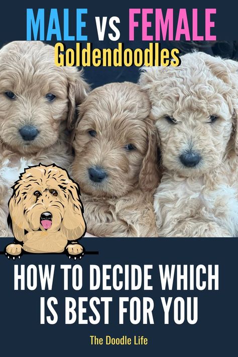 Medium Golden Doodle, Big Goldendoodle, Doodle Training, F1 Goldendoodle, Alpha Personality, Male Vs Female, Puppy Stages, Mini Goldendoodle Puppies, Mini Goldendoodle