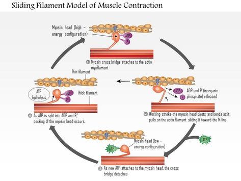 Sliding Filament Theory, Study Nursing, Skeleton Muscles, Basement Membrane, Types Of Muscles, A Level Biology, Plasma Membrane, Medical Student Study, Biology Notes