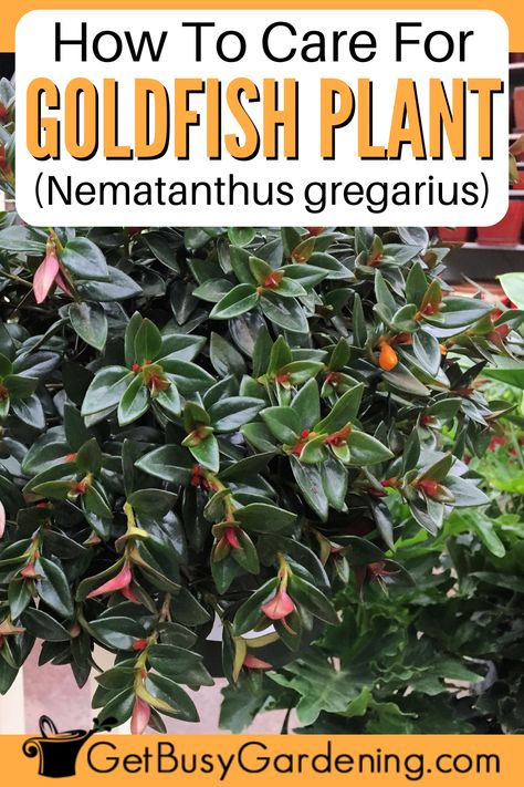 thick lush green plant with orange-red blooms in a pot Gold Fish Plant Care, Goldfish Plant Propagation, Goldfish Plant Care, Nematanthus Goldfish, Inside Gardening, Goldfish Plant, Plant Care Guide, Houseplant Care, Inside Garden