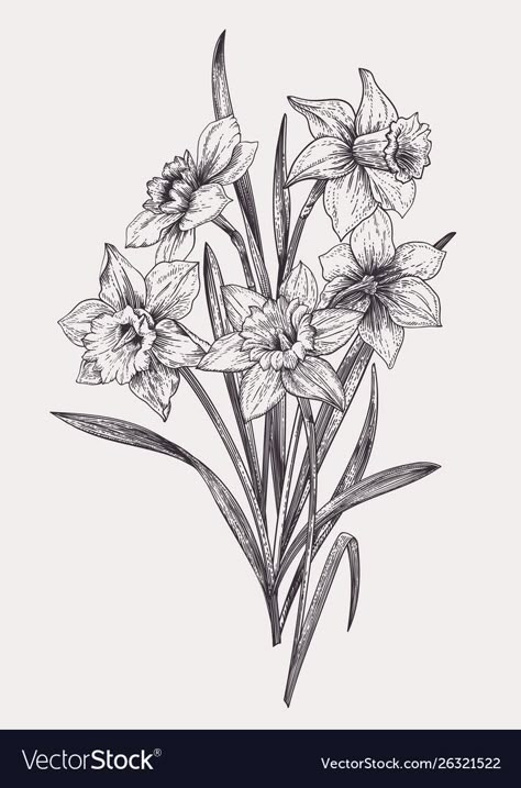 Bouquet Of Daffodils Drawing, Daffodil Pencil Drawing, Daphodil Drawing, Bouquet Of Daffodils Tattoo, Daffodil Bouquet Drawing, Daffodil Botanical Illustration, Dafodill Flowers Drawing, Daffodil Bouquet Tattoo, Daffodil Black And White