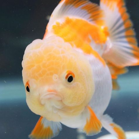 Lionhead Goldfish, Goldfish Types, Oranda Goldfish, Goldfish Aquarium, Fancy Goldfish, Ikan Air Tawar, Goldfish Tank, Great Mother, Freshwater Aquarium Fish