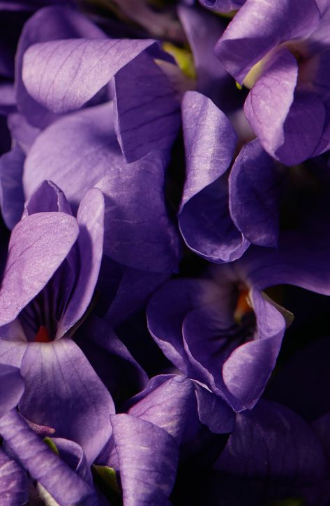 Violet Flowers Aesthetics, Violets Aesthetic Flower, Violet Aesthetic Flower, Violet Flower Photography, Violet Flower Aesthetic, Violet Moodboard, Violet Photography, Purple Photography, Scent Combinations