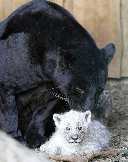 White Jaguar, Panther Cub, Baby Panther, Wild Animals Photos, Scary Cat, Seal Pup, Black Jaguar, Black Panthers, Black Tigers