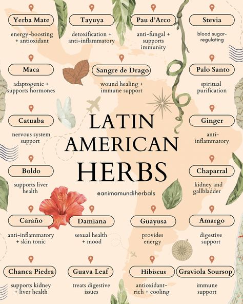 For centuries, cultures like the Maya, Aztec, and Inca have relied on plants for healing, developing advanced systems of herbal medicine. These ancient societies saw health as interconnected with nature, integrating medicinal plants into daily life and spiritual rituals🪷 Latin American folk remedies are a blend of Indigenous knowledge and Spanish influences, evolving after colonial conquest to address common ailments through herbal and spiritual practices. Today, traditional healers such as ... Herbalism For Beginners, Skin Tonic, Holistic Diet, Magical Herbs, Essential Oils Herbs, Liver Health, Herbal Healing, Herbs For Health, Holistic Nutrition