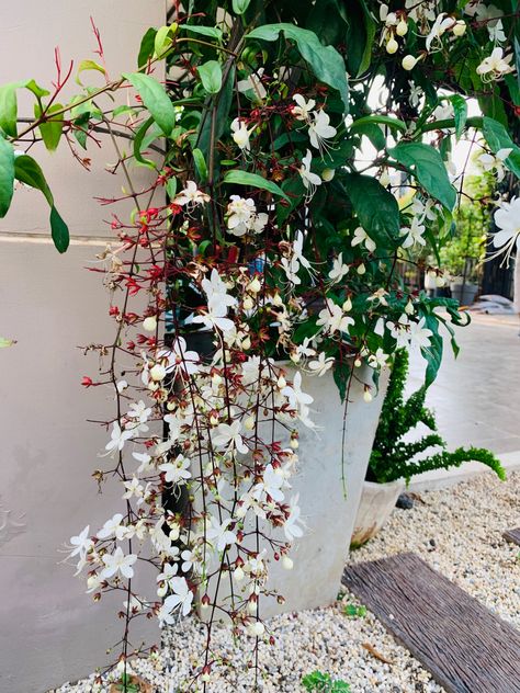 Chain of glory plant in the sidewalk of garden Chains Of Glory Plant, Clerodendrum Wallichii, Plant Shopping, Future Garden, Plant Care, House Plants, Flower Garden, Planting Flowers, Garden Design