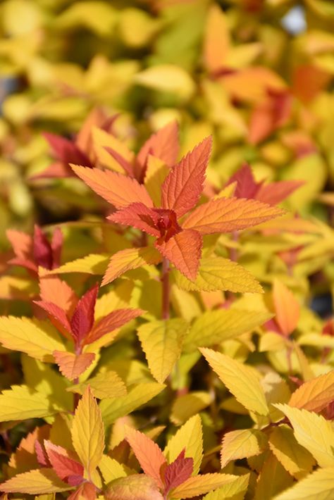 Candy Corn Plant, Double Play Candy Corn Spirea, Candy Corn Spirea Landscaping, Candy Corn Spirea, Spirea Bush, Spiraea Japonica, Waterville Maine, Pest Control Plants, Berry Plants