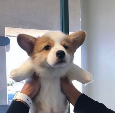 Puppy Corgi, Cute Corgi Puppy, Corgi Dogs, Cute Little Puppies, Corgi Puppy, Cute Corgi, Silly Dogs, Fluffy Animals, Corgi Dog