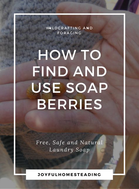 Soap Berry Tree, Soapberry Tree, Foraging Plants, Soap Berries, Homesteading Animals, Wild Edibles, Laundry Soap, Garden Tips, Back To Basics