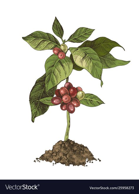 Coffee Bean Tree, Bean Plant, Coffee Tree, Fruit Illustration, Tree Illustration, Transparent Png, Coffee Beans, Png Images, Adobe Illustrator