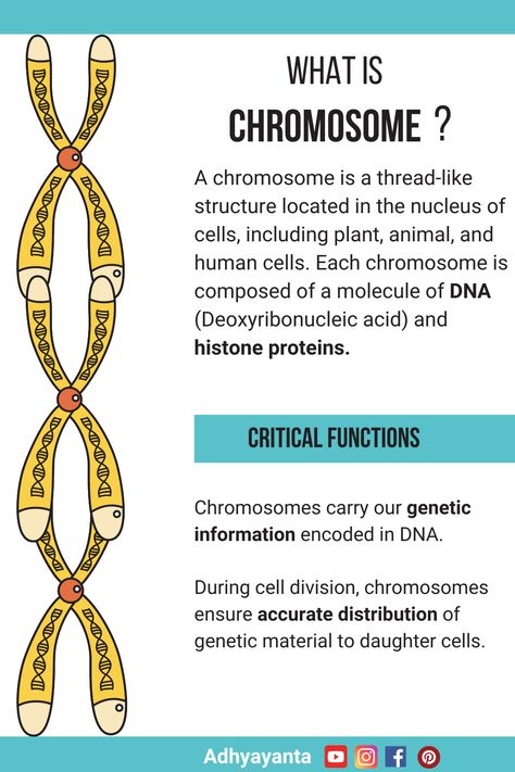 #chromosome #chromosomefunction #biology #education Chromosomes Notes, Mutations Biology, Chromosome Structure, Cell Nucleus, Cell Biology Notes, Biology Topics, Revision Help, Biology Genetics, Biochemistry Notes