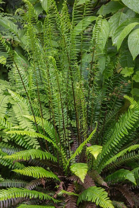 Pacific Northwest Native Plant Profile: Deer Fern (Blechnum spicant) | Real Gardens Grow Natives Native Shade Plants, Blechnum Spicant, Deer Fern, Pacific Northwest Garden, Grand Fir, Native Plant Landscape, Evergreen Ferns, Plant Palette, Thuja Plicata