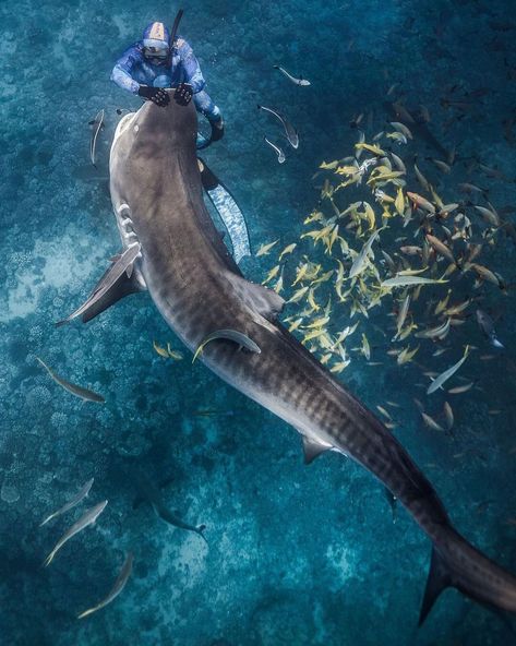 Shark on Instagram: “like @pierrick_moana says “it’ll take an individual 3 lifetimes to understand sharks” — photograph @camgrantphotography grabbed of Pierrick…” Tiger Shark, Water Animals, Water Life, Modern Photography, Keep In Touch, Moana, Sharks, Marine Life, Under The Sea