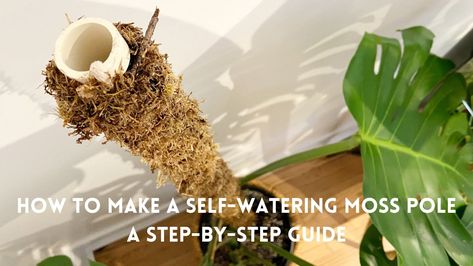 How To Make A Self-Watering Moss Pole: A Step-By-Step Guide Self Watering Moss Pole, Diy Moss Pole, Diy Moss, Moss Pole, Studio House, Hardware Cloth, Plant Hacks, Condo Ideas, Plant Problems