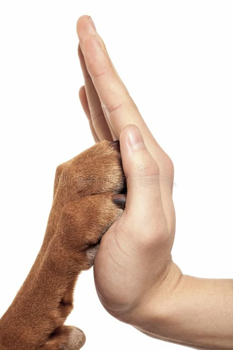 Paw and hand. Human hand and dog paw touching eachother in high fve , #spon, #Human, #dog, #Paw, #hand, #paw #ad Paw And Hand, Pet Photography Studio, Dog Photography Poses, Pet Advertising, Paw Hand, Pet Branding, Animal Photoshoot, Dog Photoshoot, Dog Photograph