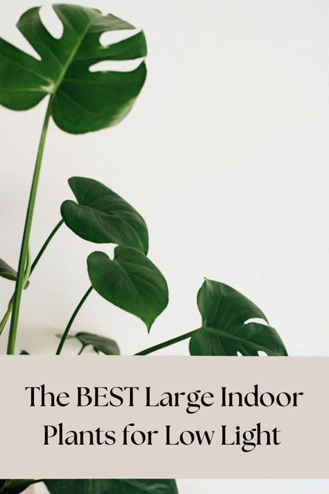 This list of large indoor plants for low light spaces was just what we needed to get started on our indoor plant adventure. Best Large Indoor Plants For Low Light, Indoor Plant Low Light, Entry Way Plants Indoor, Large Low Light House Plants, Farmhouse Indoor Plants, Entryway Plants Indoor, Foyer Plants Entrance, Large Indoor Plants Living Rooms, Large Indoor Plants Low Light