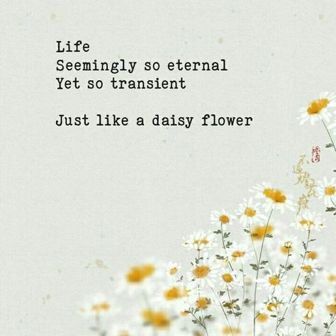 A poem - Life, Seemingly so enternal yet so transient just like a daisy flower Poems About Daisies, Quotes About Daisy Flowers, Daisy Flower Quotes, Daisy Poem, Summer Proposal, A Daisy Flower, Nature Aesthetics, Flower Quotes, A Poem