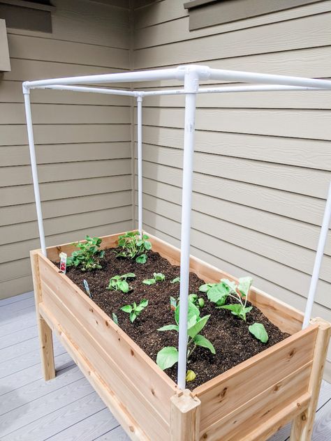 Small Completed Space Vegetable Garden Vegetable Gardens Ideas, Vegetable Garden Idea, Vegetables Garden Ideas, Backyard Vegetable Garden Ideas, Elevated Vegetable Garden, Plant Garden Design, Garden Ideas Vegetable, Apartment Vegetable Garden, Home Vegetable Garden Design