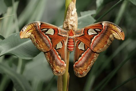 New free stock photo of nature garden blur Attacus Atlas, Atlas Moth, Museums In Nyc, Selling Photos, Easy Landscaping, Orange Butterfly, Close Up Photography, Nature Garden, Colorful Butterflies