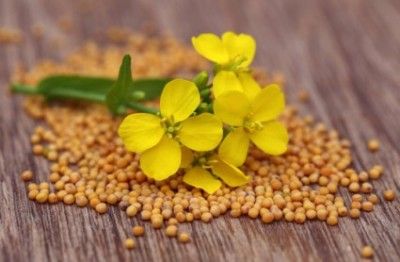 This Tiny Seed Can Boost Your Metabolism Remedies For Indigestion, Home Remedies For Indigestion, Parable Of The Mustard Seed, Dim Supplement, Mustard Marinade, Honey Mustard Marinade, May Recipes, Mustard Plant, Danette May