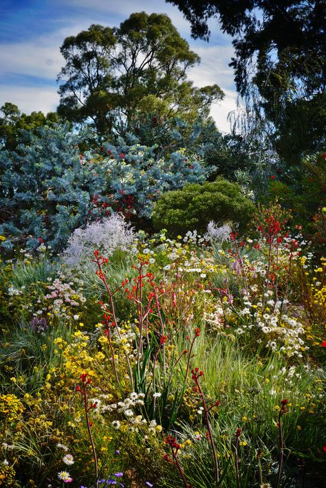 #grassgarden Garden Ideas Australia, Australian Garden Design, Australian Native Garden, Meadow Garden, Australian Native Flowers, Cottage Garden Plants, Australian Garden, Australian Native Plants, Grasses Garden