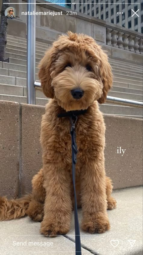 Wavy Doodle Haircuts, Straight Hair Doodle Cuts, Medium Goldendoodle Full Grown, Golden Doodle Full Grown, Puppy Cut Goldendoodle, Golden Doodle Puppy Haircut, Doodle Teddy Bear Haircut, Teddy Bear Cut Goldendoodle, Golden Doodle Haircut Styles