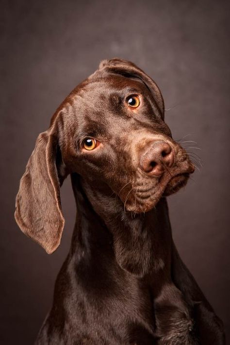 Brown Weimaraner Pointer Puppies, Head Tilt, German Shorthair, Labrador Retrievers, Chocolate Lab, German Shorthaired Pointer, Must Love Dogs, Brown Dog, Appaloosa