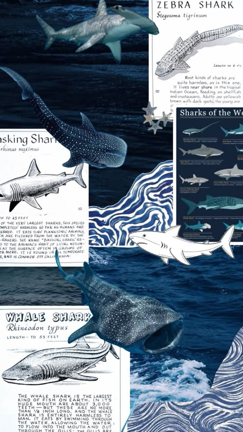 Shark Pattern Wallpaper, Whale Collage Art, Ocean Poster Design, Shark Collage, Shark Background, Marine Poster, Oceanography Marine Biology, Sea Life Wallpaper, Background Ocean