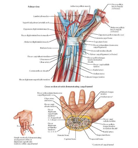 Flexor Tendons, Arteries, and Nerves at Wrist Anatomy   Palmaris longus tendon, Median nerve, Radial artery, Flexor carpi radialis tendon... Palmaris Longus, Radial Artery, Wrist Anatomy, Limb Anatomy, Carpal Tunnel Exercises, Nerve Anatomy, Hand Anatomy, Ulnar Nerve, Rotator Cuff Injury