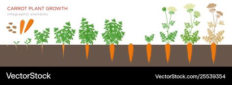 Stages Infographic, Plant Growth Stages, Carrot Plant, How To Plant Carrots, Biennial Plants, Infographic Elements, Flat Background, Root Vegetable, Root Vegetables