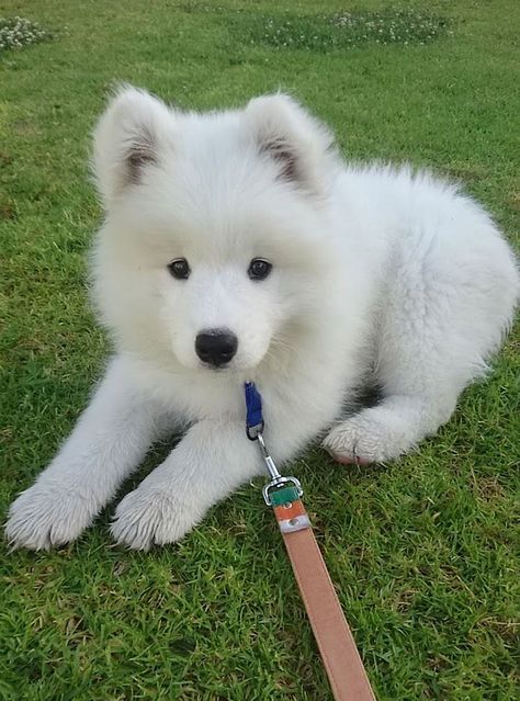 Samoyed Puppy, Samoyed Dogs, White Dog, Cute Dogs And Puppies, Welsh Corgi, Cute Animal Pictures, Baby Dogs, Shiba Inu