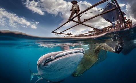 Whale-shark Under Water Photography, Breath Photography, Photos Of Animals, Dog Breath, Water Animals, Water Photography, Under Water, Whale Shark, Animal Photography