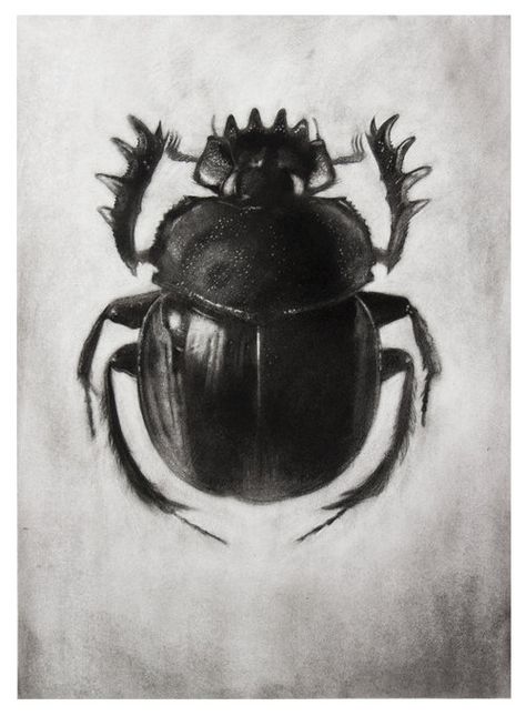 Bettle #2, Kell Black, Charcoal on paper, 24 x 32 inches, 2016. Beetle Drawing, Ireland Tattoo, Bugs Drawing, Black Beetle, Marvel Facts, Beetle Insect, Timorous Beasties, Art 2024, Art Help