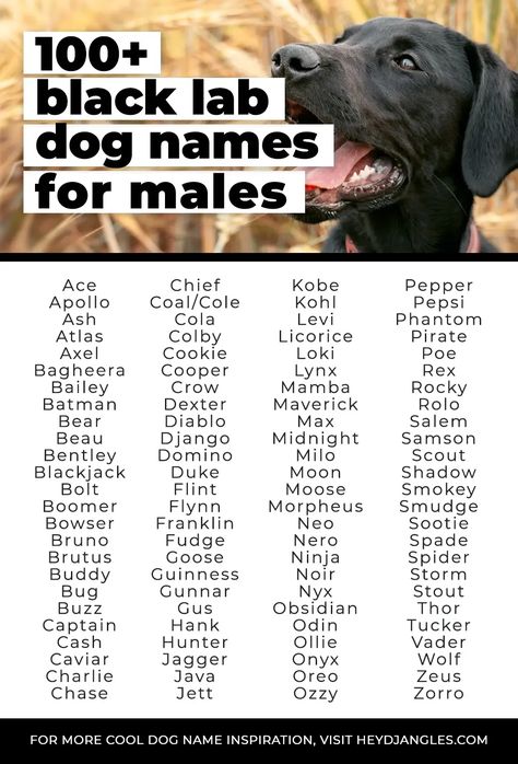 From Ace, Ozzy, and Jett, to Cash, Guinness, Shadow, and more, check out 100 adorable black Lab names for your male black Lab puppy right here! Labrador Retriever Names, Black Dog Names, Black Lab Names, Car Names, Labrador Names, Black Lab Puppy, Boy Dog Names, Black Labrador Puppy, Bulldog Names